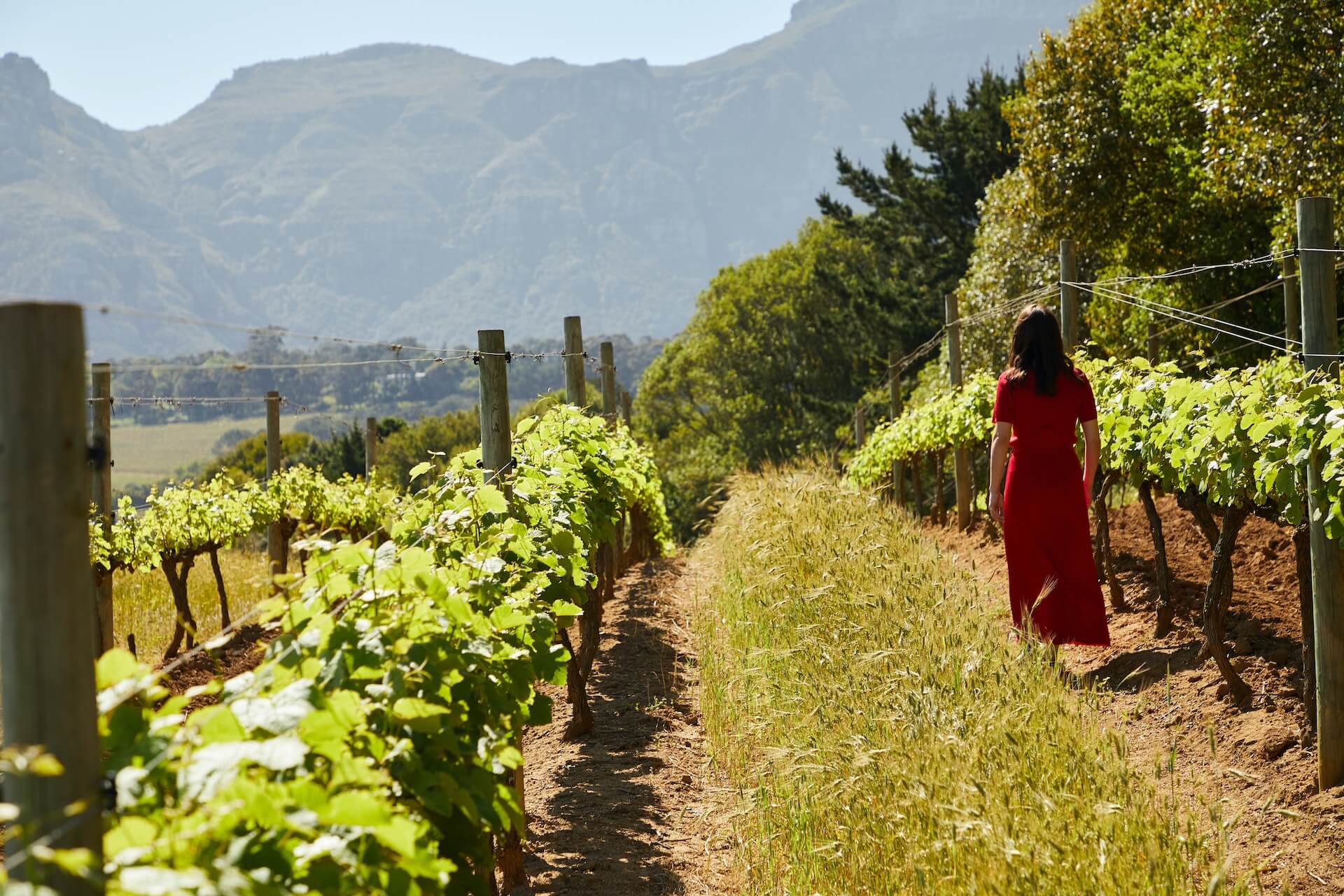 Woman walking through a vineyard